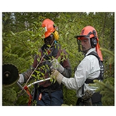 Pénurie de main-d’œuvre en aménagement forestier au Bas-Saint-Laurent