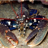 Vers une saison record pour la pêche au homard en Gaspésie