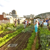 L'agriculture urbaine, une pratique florissante.