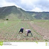 Création d'emplois verts pour les jeunes en agriculture